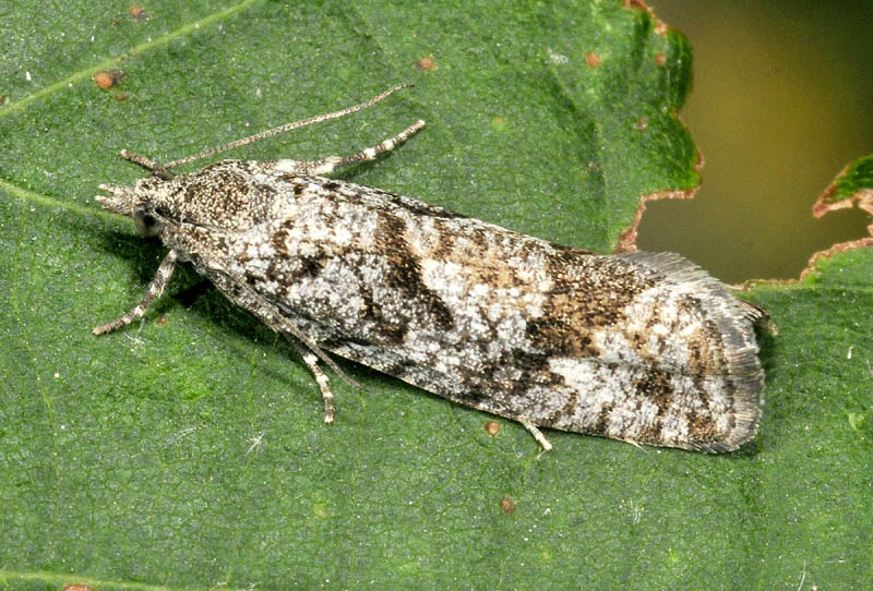 Falena da identificare: Tortricidae: Zeiraphera sp.